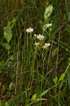 Early whitetop fleabane